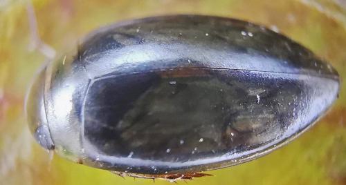 Laccophilus minutus